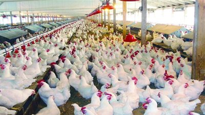 أستاذ بيطري يضع روشتة عاجلة لحل أزمة صناعة الدواجن 