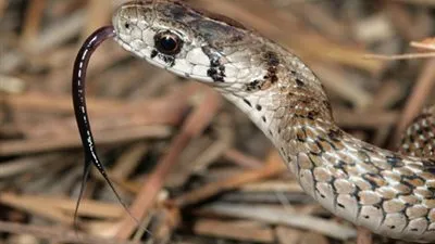  سر إخراج الثعابين ألسنتها باستمرار !