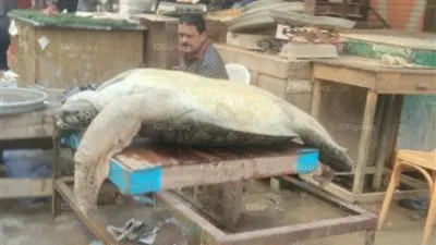 إنقاذ 4 سلاحف مهددة بالانقراض قبل ذبحهم في سوق بالإسكندرية (صور)