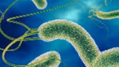 باحثون: بكتيريا 