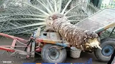 خسائر الطقس السئ بدمياط .. مصرع حصان وسائق كارو .. وسيارة فارهة تنجو من عامود إنارة 