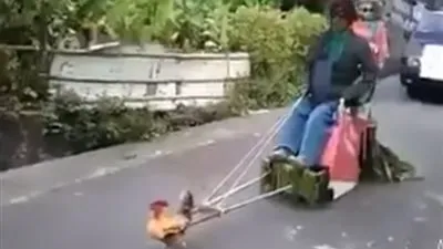  في مشهد مذهل.. دجاجة تجُر 