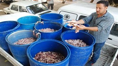 ضبط 5 طن دواجن منتهية الصلاحية بالجيزة