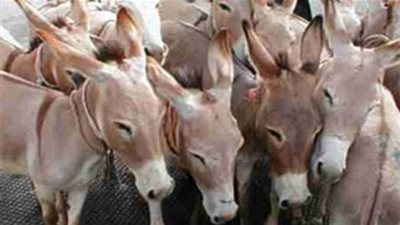 ضبط 80 حمار مذبوح داخل مزرعة لتربية الأسود بالخانكة