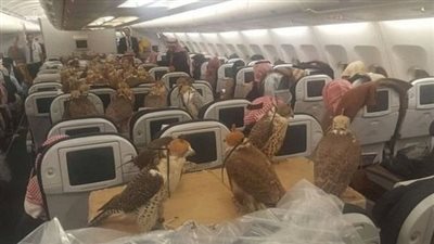 لسبب غريب.. دولة عربية تنقُل ثمانون صقراً بقيمة 600 الف دولار في طائرة ركاب !