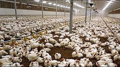 شعبة الثروة الداجنة: رفع الجمارك عن الدواجن المستوردة يعرض الصناعة المحلية للخطر 