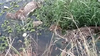 العثور على 12حمارا مذبوحا ومسلوخا بمصرف 