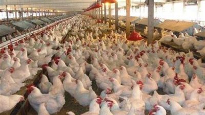 إعدام 71 ألف دجاجة في اليابان بسبب تفشي فيروس إنفلونزا الطيور