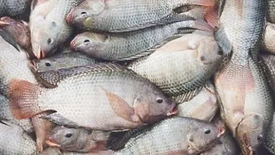 6 علامات تكشف لكي عن السمك الطازج.. تعرفي عليها 