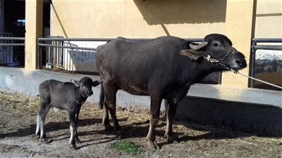 مولد أول عجل في مصر والشرق الأوسط لجاموس 