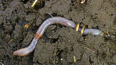 الديدان وفوائدها!