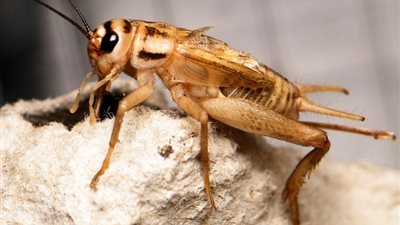 نجاح عملية سحب 