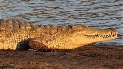 تكثيف عمليات البحث عن تمساح عطّل حركة الملاحة بالنيل في أسوان