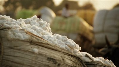 مفاجأة.. شركة هندية تغش العلامة التجارية للقطن المصري فى الخارج  