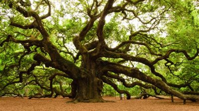 هل تعلم ما هي خصائص شجرة السنديان (البلوط)؟