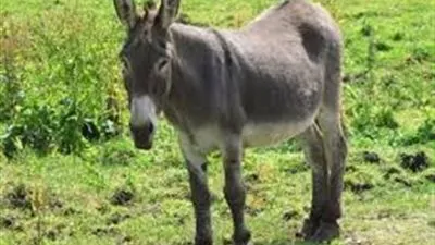 ضبط 3 مواطنين بتهمة سلخ الحمير وبيعها للمواطنين بدمياط