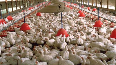 رئيس شعبة الثروة الداجنة: انخفاض سعر الدواجن يحتاج 60 يوما