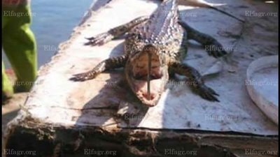 العثور على تمساح صغير في النيل بقرية في بنها (صور)