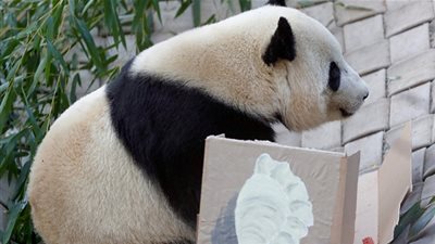 باندا أمريكية مشهورة تستعد لحفل زفافها في الصين.. إليكم قصتها! (فيديو)