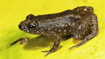 العلماء يعثرون على 7 أنواع جديدة من الضفادع الليلية