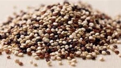 حبوب الكينوا.. غذاء الإنسان في المستقبل