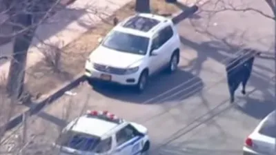 شرطة نيويورك تقتل ثوراً فاراً من مجزرة بعد مطاردة مثيرة !