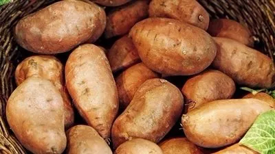 خبيرة تغذية: البطاطا الحلوة تتمتع بفوائد صحية كثيرة 