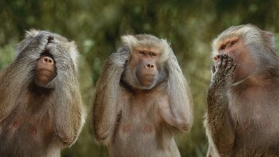 حديقة حيوان يابانية تعدم 57 قردا لسبب غريب ! 