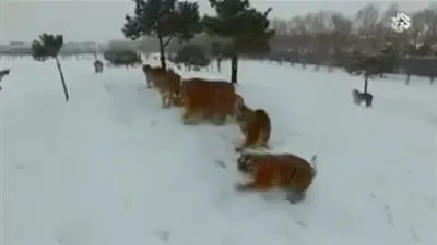 شاهد.. نمور تصطاد طائرة من دون طيار (فيديو)