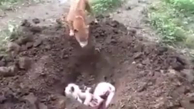 شاهد.. لحظات محزنة لكلب يدفن آخر بعد موته في حادث سيارة (فيديو)