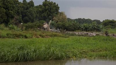 أسر من جنوب السودان تأكل الأعشاب والنباتات للبقاء على قيد الحياة