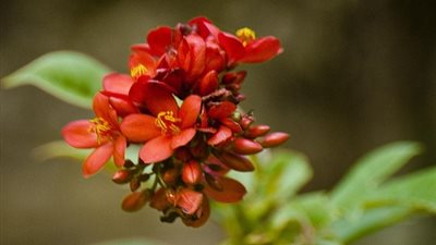 مصر تنتج وقودا حيويا للطائرات من بذور الشجر 