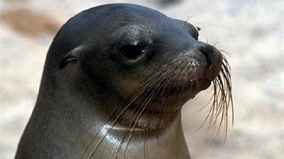 معلومات لم تكن تعرفها عن 