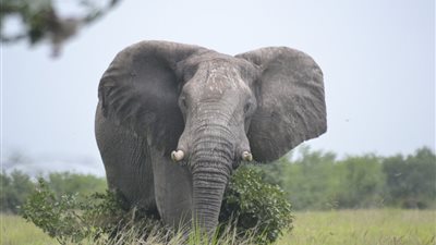 دراسة: الفيلة تقضي 46 ساعة بلا نوم مطلقاً !