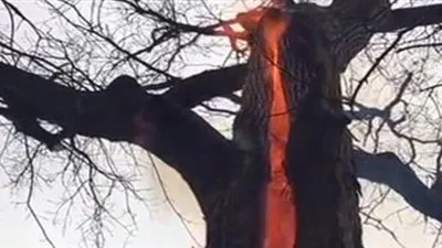 في مشهد غريب.. شجرة تحترق من الداخل يعد ضربها بصاعقة برق قوية ! (فيديو)