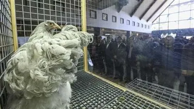 في مزاد علني.. 2300 دولار ثمن ديك ودجاجة !