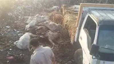 ضبط حمير مذبوحة داخل سيارة بالمنيا