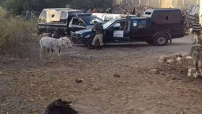 ضبط جزار قبل ذبحه حمار وبيعه للمواطنين فى المنيا
