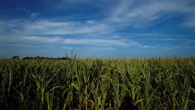 رحلة سياحية على جرار تنتهي بمأساة في ألمانيا