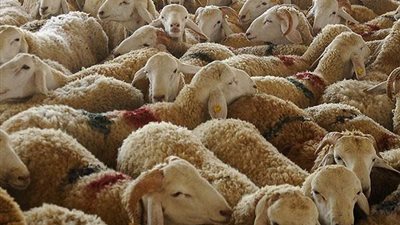 6 هدايا من الدولة للمواطنين قبل عيد الأضحى.. تعرف عليهم