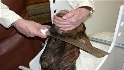 سؤال وجواب.. ما الأفضل الأضحية أم الصدقة في عيد الأضحى؟