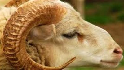 سؤال وجواب.. إذا اجتمعت الأضحية والعقيقة من يكون أولى؟