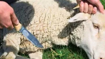 نقيب البيطريين بالجيزة يكشف عن شروط ذبح الأضحية 