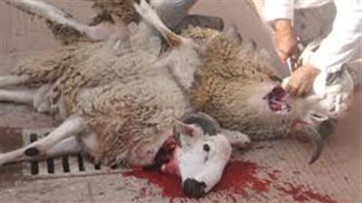 سؤال وجواب.. هل يجب على المضحى أن ينوى الذبح في عيد الأضحى؟