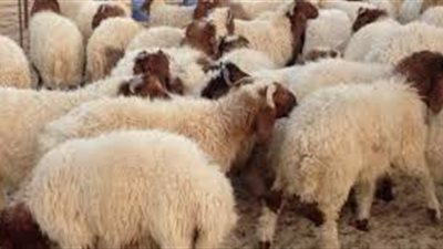 سؤال وجواب.. ما الدليل على أن الأُضْحِية مشروعة في عيد الأضحى؟