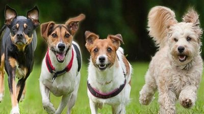 معلومات شيقة حول الكلاب.. اكتشفها