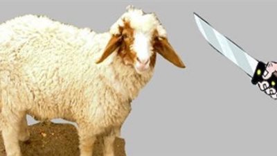 شروط يجب توافرها في المضحى عند الذبح بالعيد