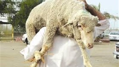 سؤال وجواب.. هل يجب أن يكون الذابح مالكا للأُضحِية؟