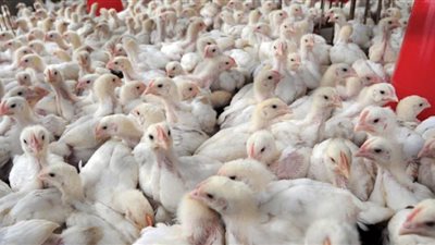 أسعار الدواجن اليوم الخميس 16-8 - 2018 في محافظة المنيا