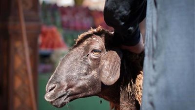 سؤال وجواب.. هل يجوز الجماع لمن أراد أن يضحي في العشر من ذي الحجة؟